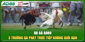 Đá Gà AD88: 3 Trường Gà Phát Trực Tiếp Không Giới Hạn