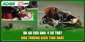 Đá Gà Cựa Dao: 4 Sự Thật Đấu Trường Kịch Tính Nhất