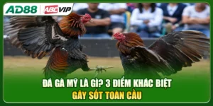 Đá Gà Mỹ Là Gì? 3 Điểm Khác Biệt Gây Sốt Toàn Cầu