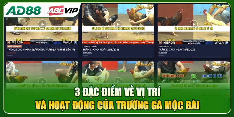 3 đặc điểm về vị trí địa lý và hoạt động của trường gà Mộc Bài