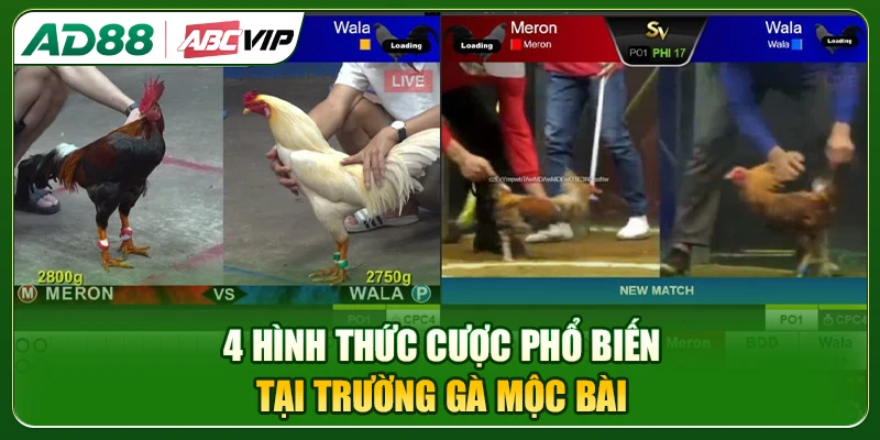 4 hình thức cược phổ biến tại trường gà Mộc Bài