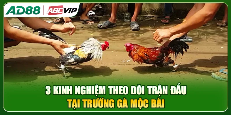 Top 3 kinh nghiệm theo dõi trận đấu tại trường gà Mộc Bài