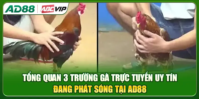 Tổng quan 3 trường gà trực tuyến uy tín đang phát sóng tại AD88